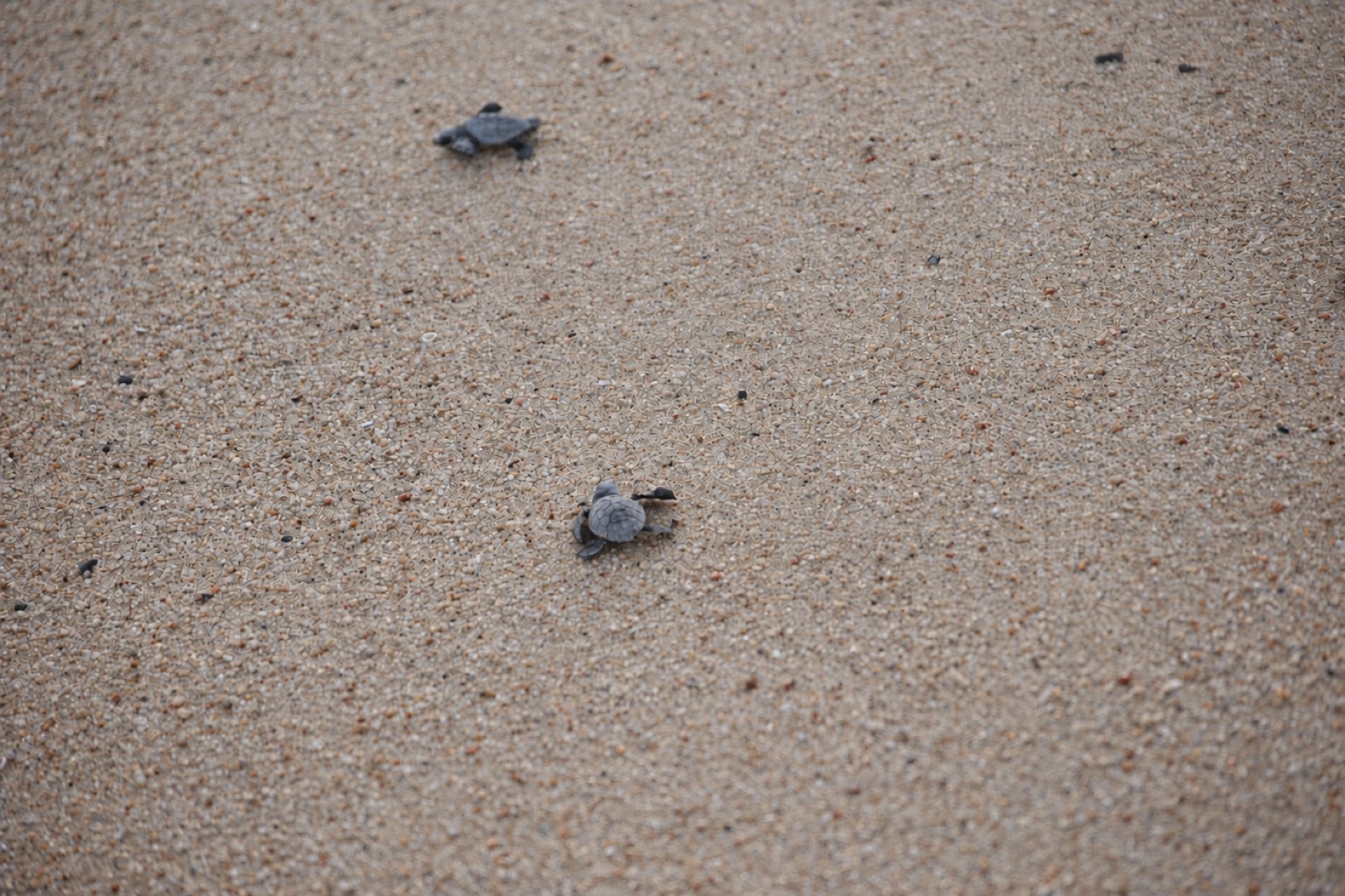 Dos crías de tortuga separadas sobre la arena