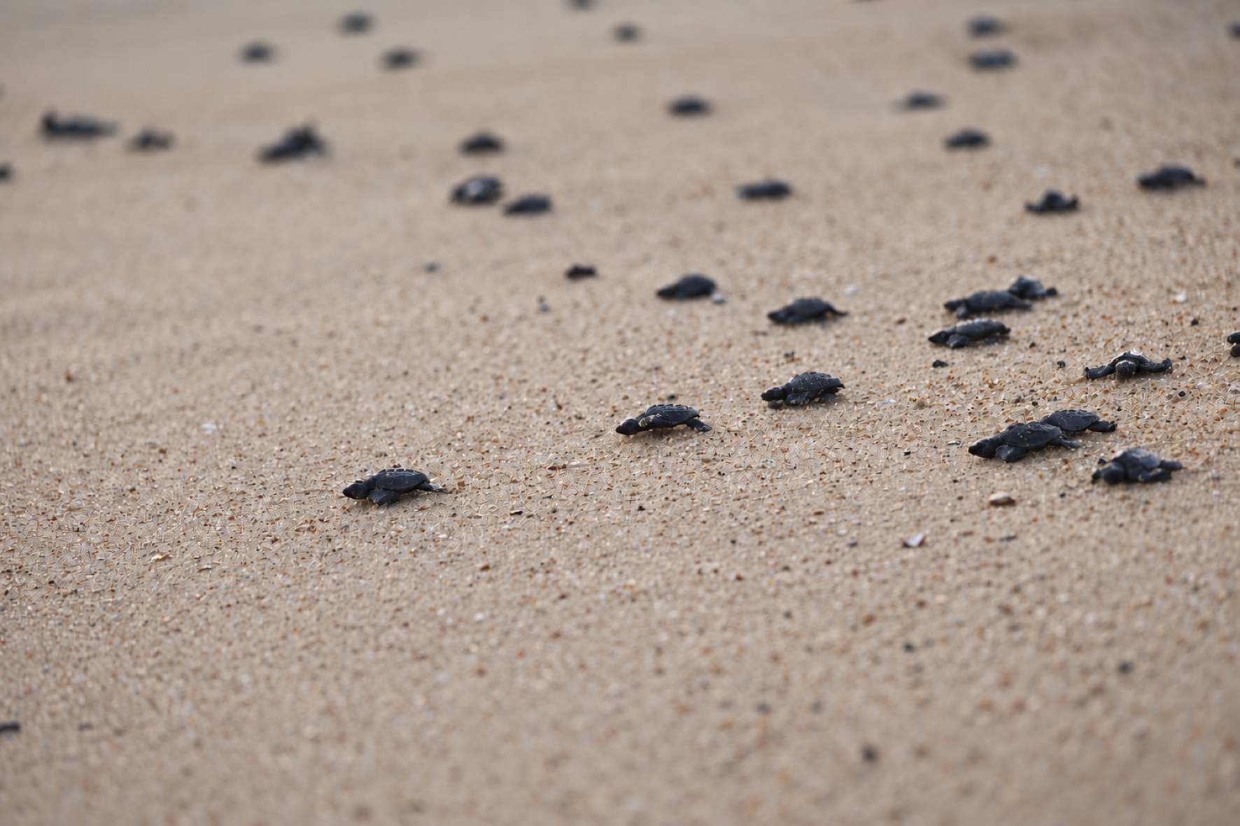 Un grupo de crías de tortuga avanza sobre la arena