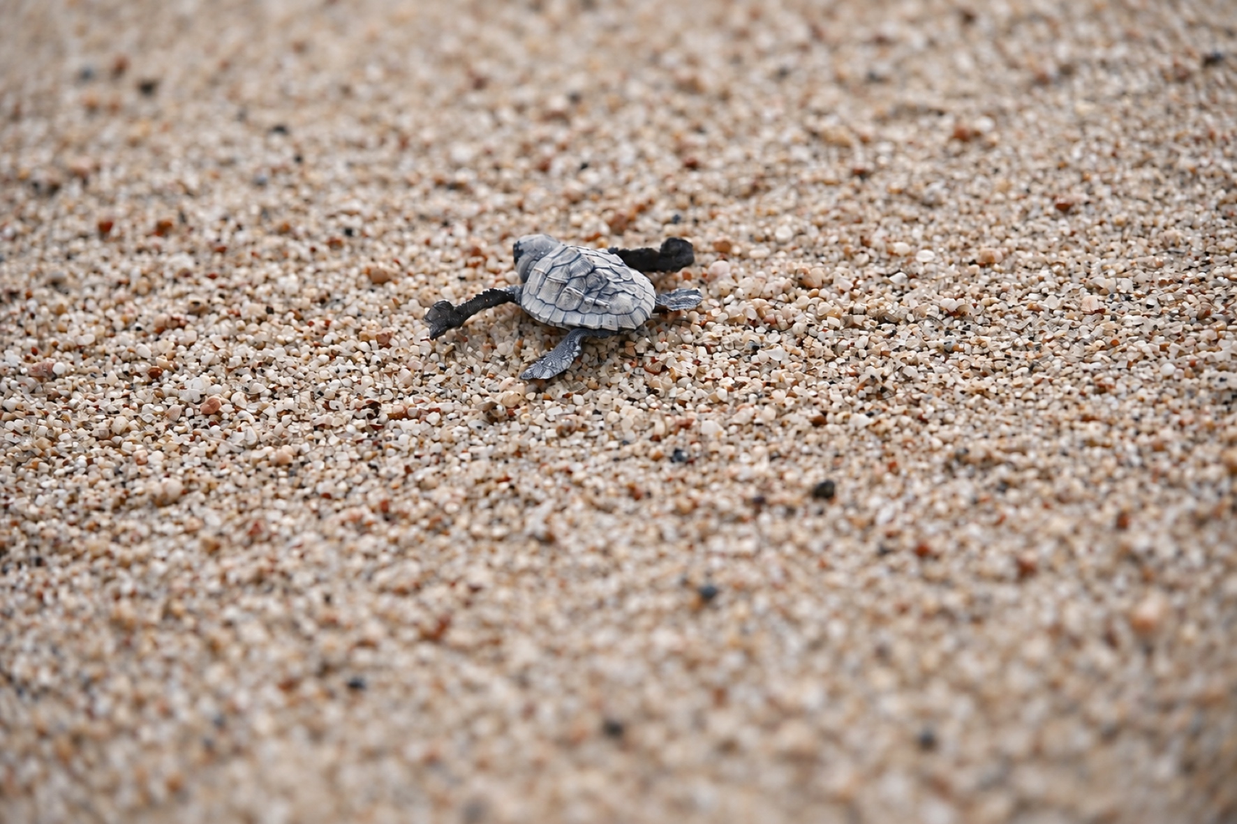 Una cría de tortuga marina vista de cerca sobre arena de grano grueso