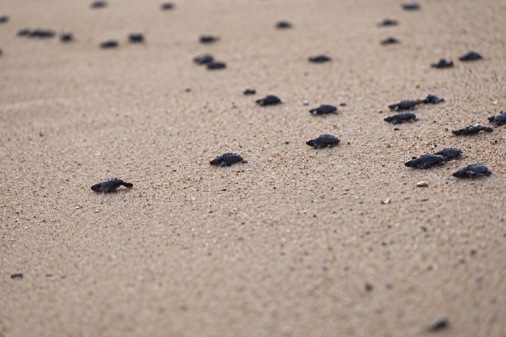 Crías de tortuga distribuidas en diagonal sobre una playa de arena clara